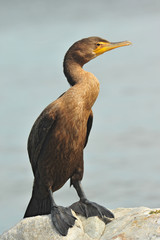 Double Crested Cormorant on rock