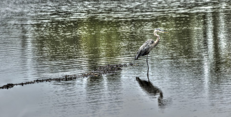 Great Blue Heron in Chesapeake Bay pond