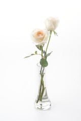 white rose