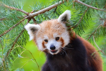 Fototapeta premium panda roux