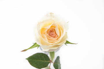 Fototapeta premium white rose
