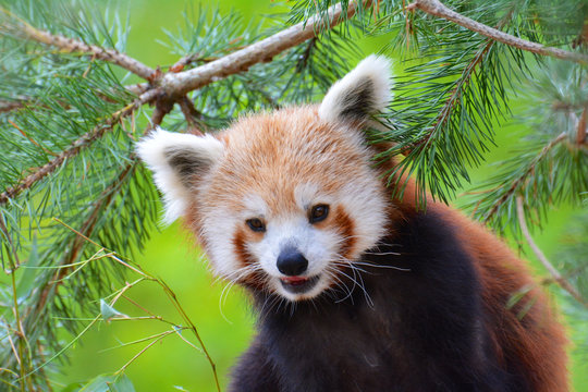 Fototapeta panda roux