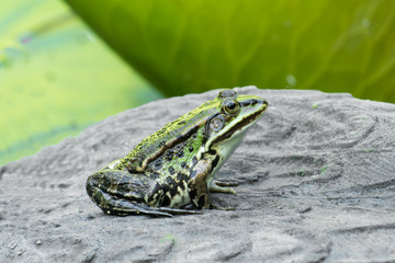 grüner Frosch auf einem Stein