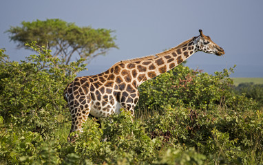 Giraffe in the Murchison Falls National Park in Uganda, Africa
