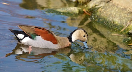 Duck swimming on blue water