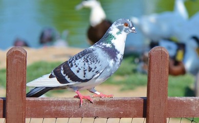 Pigeon standing