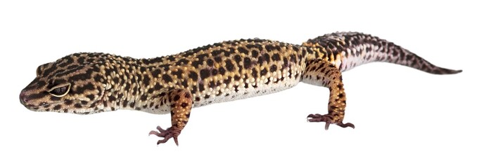 Gecko, lizard, animal.