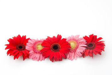 pink and red gerbera