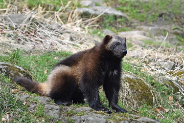 Wolverine (gulo gulo)