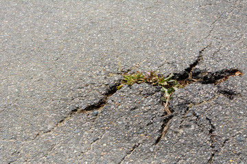 Thistle breaks through tarmac