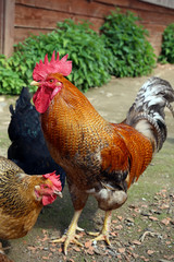Beautiful Rooster