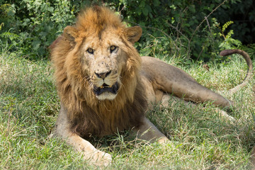 Lion in Kenya