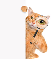 Cat with magnifying glass and searching