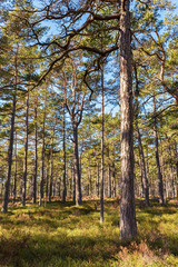 Fototapeta premium Sunlit pine forest in Scandinavia in spring.