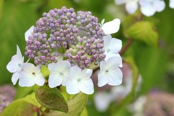 Hydrangea serrata - Hortensia