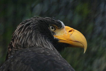 Steller's sea eagle (Haliaeetus pelagicus)