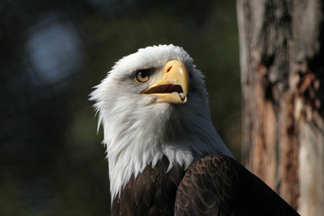 Bald eagle (Haliaeetus leucocephalus)