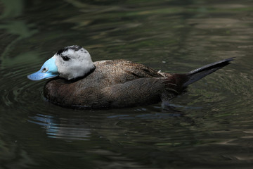 White-headed duck (Oxyura leucocephala)