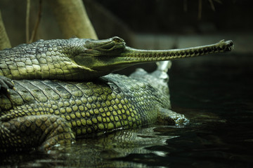 Gharial (Gavialis gangeticus)