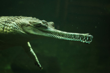 Gharial (Gavialis gangeticus)