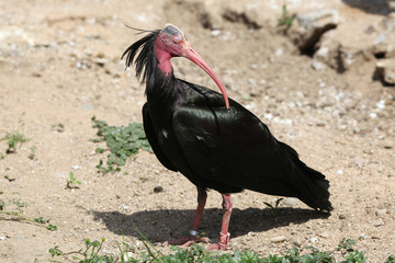 Northern bald ibis (Geronticus eremita)
