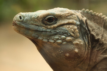 Blue iguana (Cyclura lewisi)