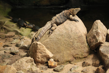 Cuban rock iguana (Cyclura nubila)