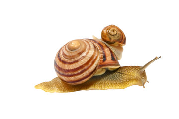 Two snails.Isolated on white.