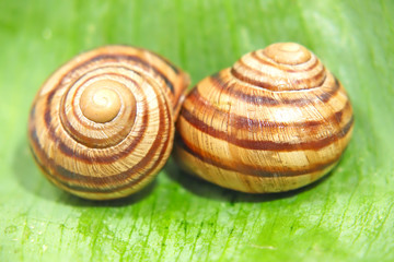 Two snails on a green leaf.