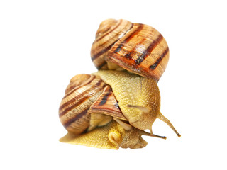 Two snails.Isolated on white background.