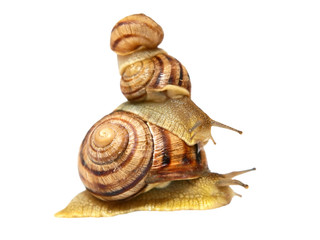 Three snails.Isolated.