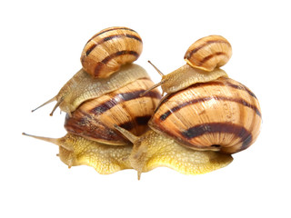 Four snails.Isolated on white background.