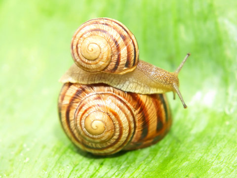 Two snails takeb closeup.