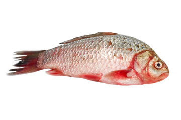 Fresh crucian.
