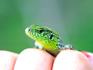 Little green lizard on a fingers .