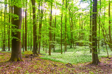 German Spring Forest