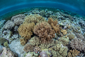 Pacific Coral Colonies