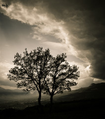 Fototapeta na wymiar Two trees before a storm