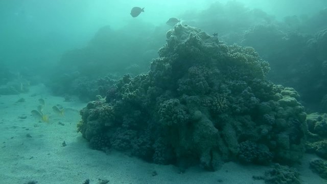 The life of a coral reef, Red sea, Marsa Alam, Abu Dabab 