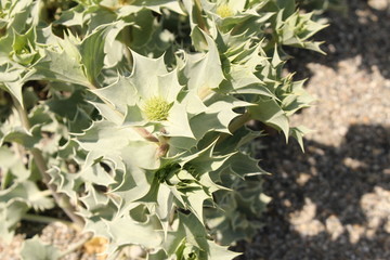  Sea Holly plant ( Eryngium Maritimum) in Innsbruck