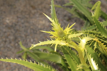  Giant Sea Holly plant (Eryngium Pandanifolium) in Innsbruck