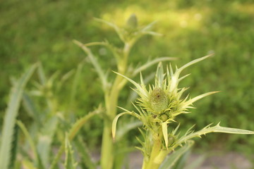 Giant Sea Holly plant (Eryngium Pandanifolium) in Innsbruck