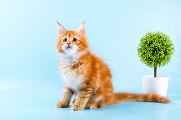  portrait of maine coon cat on blue background