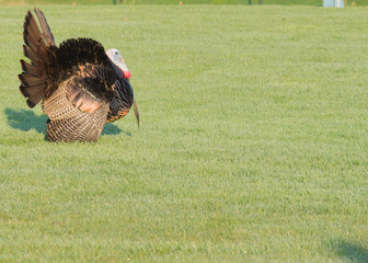 Wild Turkey © brm1949