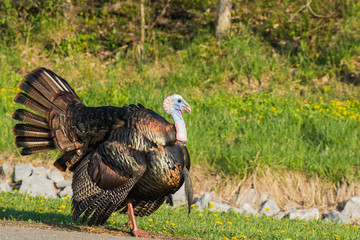 Wild Turkey © brm1949