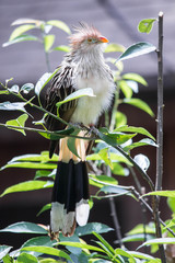 Bird on Branch