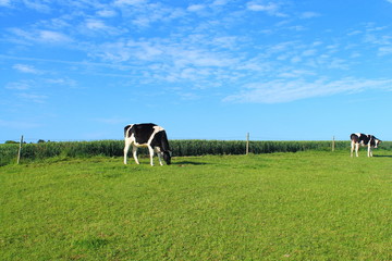 Fototapeta premium Vaches normandes à Etretat, France