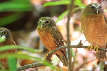 Ochre-bellied Boobook (Ninox ochracea) in Sulawesi, Indonesia