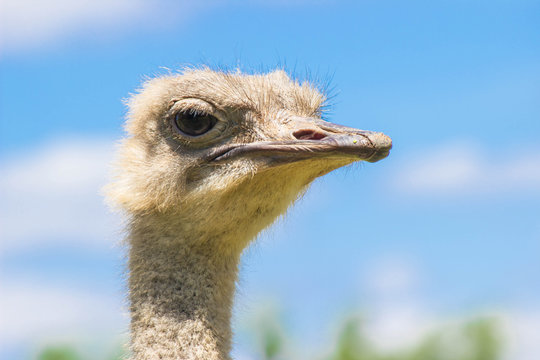 Ostrich