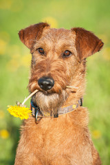 Portrait of irish terrier dog holding a flower in its mouth 